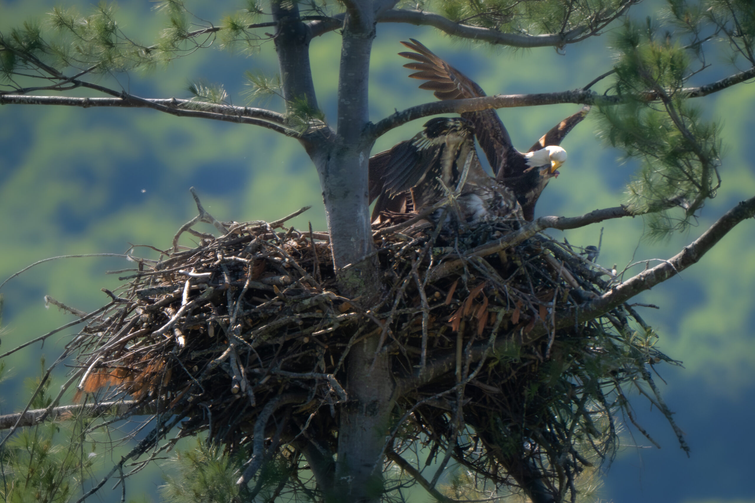 Nesting Bald Eagles